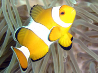 Western clownfish