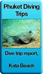 Stingray at Kata beach, Phuket