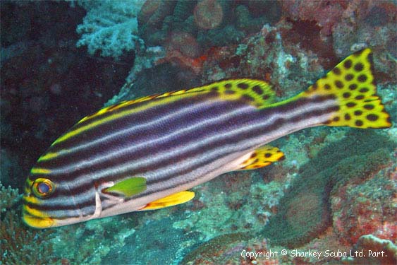 Koh Bida Nok photograph