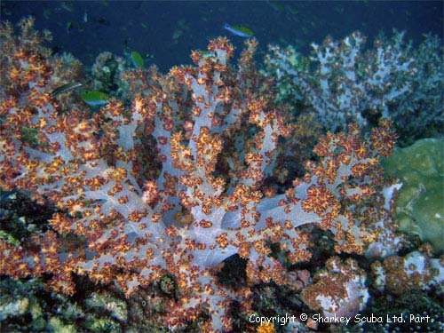 Koh Bida Nok photograph