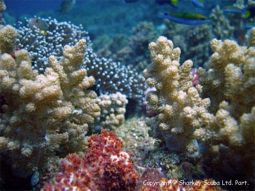 Koh Bida Nok photograph