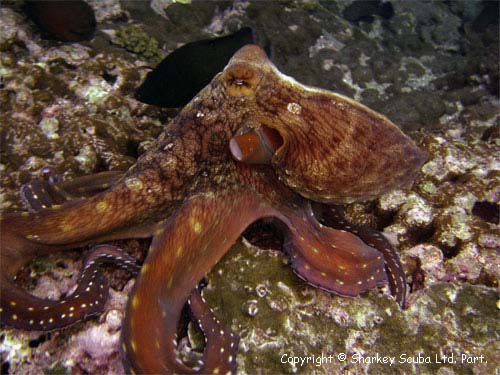 Koh Bida Nok photograph