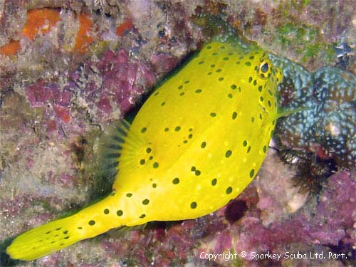 Koh Bida Nok photograph