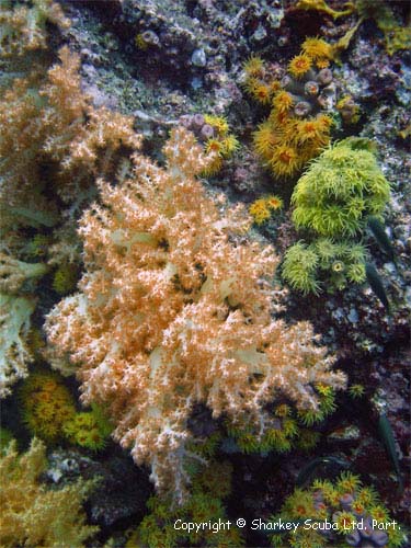 Koh Bida Nok photograph