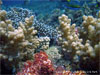 Koh Bida Nok - Click to enlarge