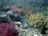 Koh Bida Nok - Click to enlarge