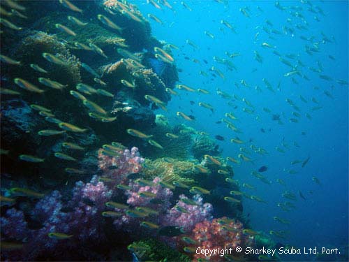 Anemone Reef photograph