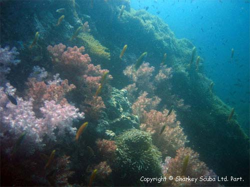 Anemone Reef photograph