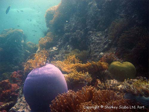Anemone Reef photograph