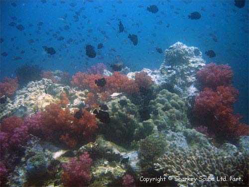 Anemone Reef photograph