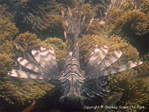 Anemone Reef photograph