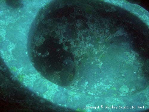 King Cruiser photograph