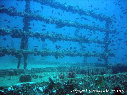 King Cruiser photograph