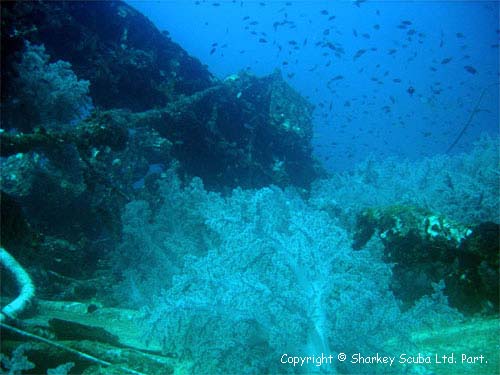 King Cruiser photograph