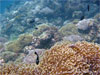Koh Doc Mai - Click to enlarge