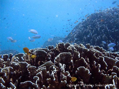 Racha Noi island photograph