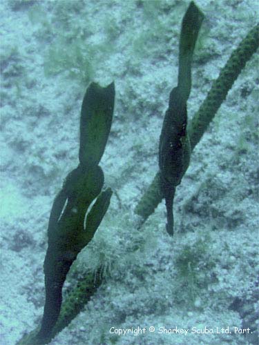 Racha Noi island photograph