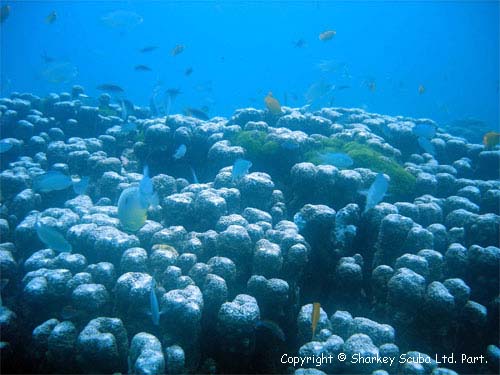 Racha Noi island photograph