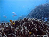 Racha Noi island - Click to enlarge