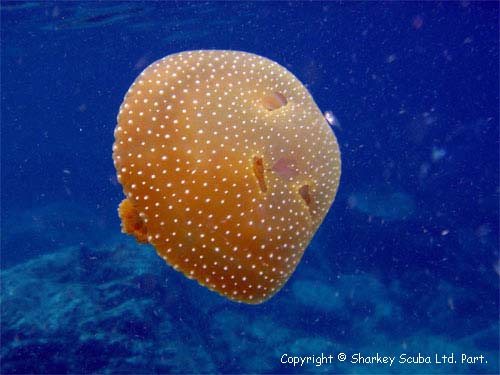 Racha Yai island photograph