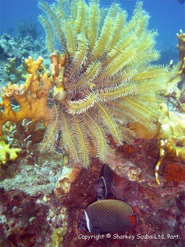 Racha Yai island photograph