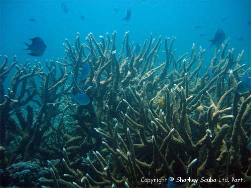 Racha Yai island photograph