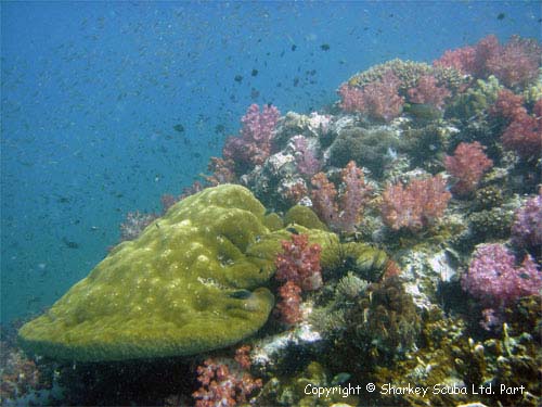 Shark Point Phuket photograph
