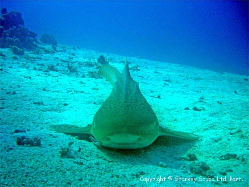 Shark Point Phuket photograph