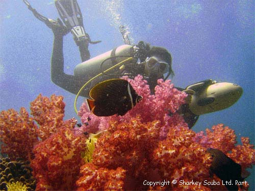 Shark Point Phuket photograph