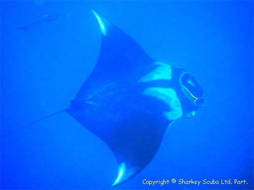 Similan Islands Photograph