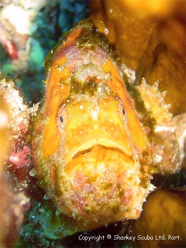 Similan Islands Photograph