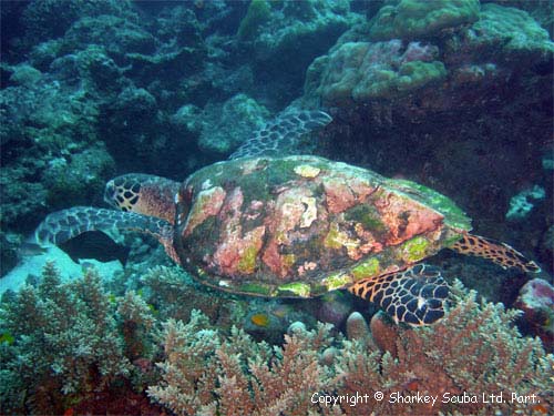 Similan Islands Photograph