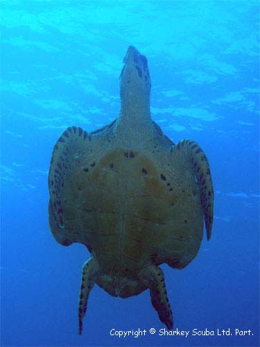 Similan Islands Photograph
