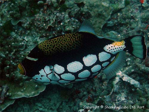 Similan Islands Photograph
