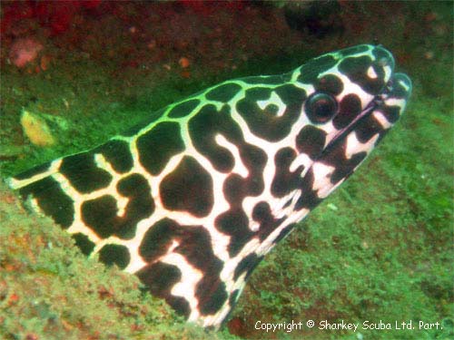 Similan Islands Photograph