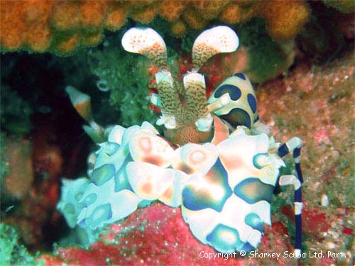 Similan Islands Photograph