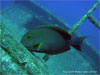 Similan Islands - Click to enlarge