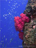 Similan Islands - Click to enlarge