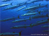 Similan Islands - Click to enlarge