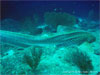 Similan Islands - Click to enlarge