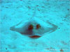 Similan Islands - Click to enlarge