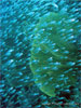 Similan Islands - Click to enlarge