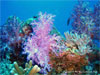 Similan Islands - Click to enlarge