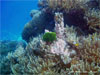 Similan Islands - Click to enlarge