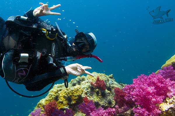 Oui Penkul underwater