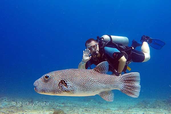 PADI Divemaster kurs Phuket