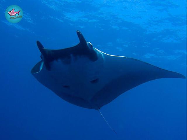 Advanced Open Water Diver course Similans Islands