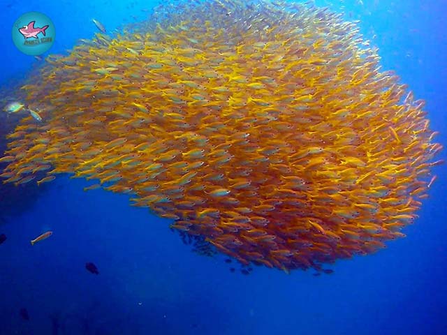 PADI Open Water Referral Kurs Phuket