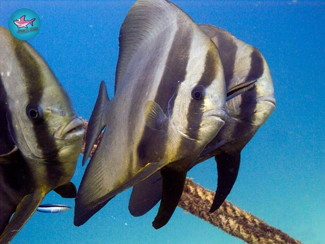 PADI Scuba Dykkurs Phuket