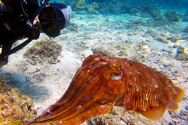 Racha Noi Island Phuket